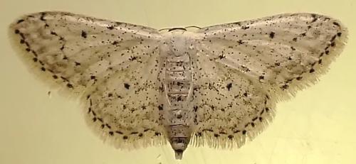 Réf. 348 202 : Idaea seriata